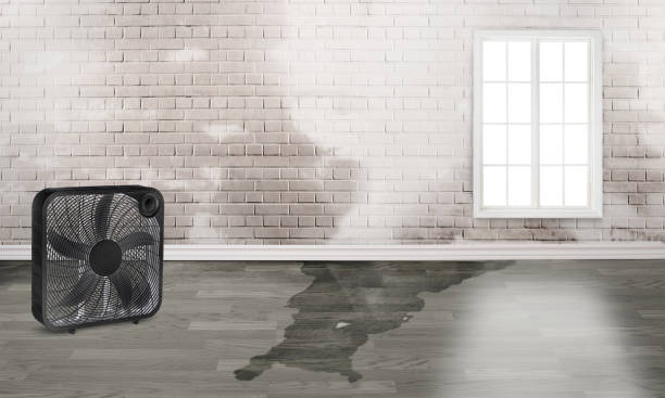 Best Carpet water damage restoration  in Fruitvale, CO